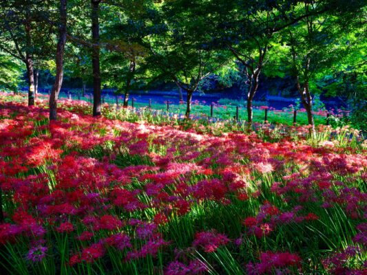 Vibrant red flower forest trail, Kinchakuda Manjushage Park