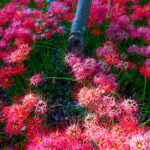Vibrant red spider lilies floral landscape.