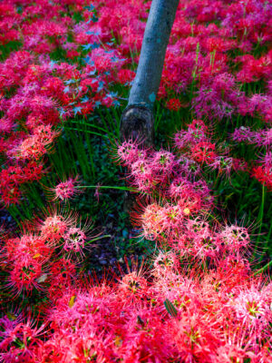 Vibrant red spider lilies floral landscape.