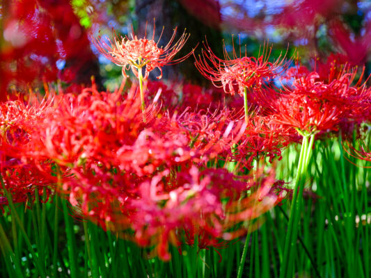 Vibrant red spider lily floral display at Manjushage Park.