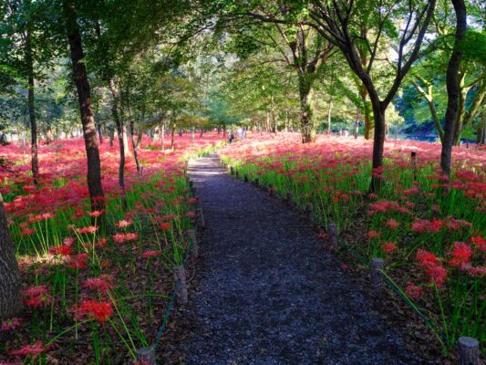 Crimson spider lily forest trail path