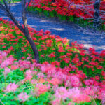 Mesmerizing floral trail through twisted trees wonderland
