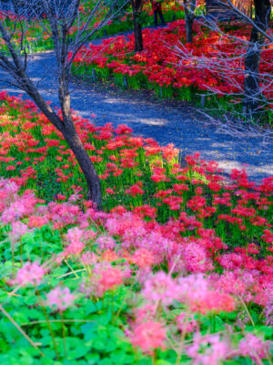 Mesmerizing floral trail through twisted trees wonderland