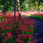 Colorful Spider Lily Forest Trail, Kinchakuda Park