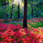 Radiant azalea forest wonderland, Manjushage Park.