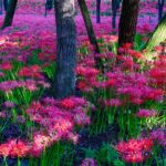 Vibrant Wildflower Meadow in Lush Green Forest