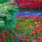 Vibrant Kinchakuda Manjushage Park Flower Garden