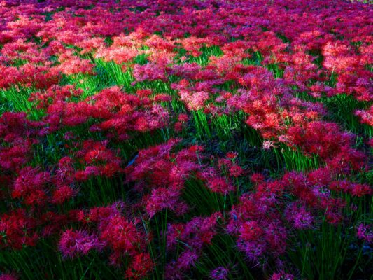 Magenta chrysanthemum sea at Kinchakuda Manjushage Park.