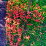 Vibrant Red Daisies in Tranquil Japanese Garden