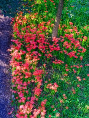 Vibrant Red Daisies in Tranquil Japanese Garden