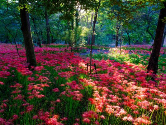 Stunning red azalea forest oasis