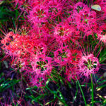 Vibrant Red Spider Lilies Garden Display