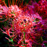 Vibrant crimson spider lily floral arrangement.