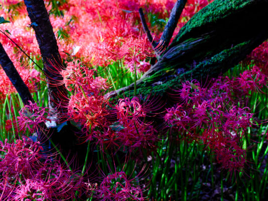 Vibrant Red Spider Lily Flowers, Japan