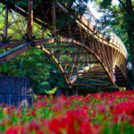 Kinchakuda Park Red Poppy Flower Scenic Bridge