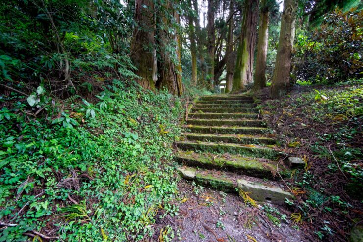 Mystical moss-covered forest path, lush greenery.