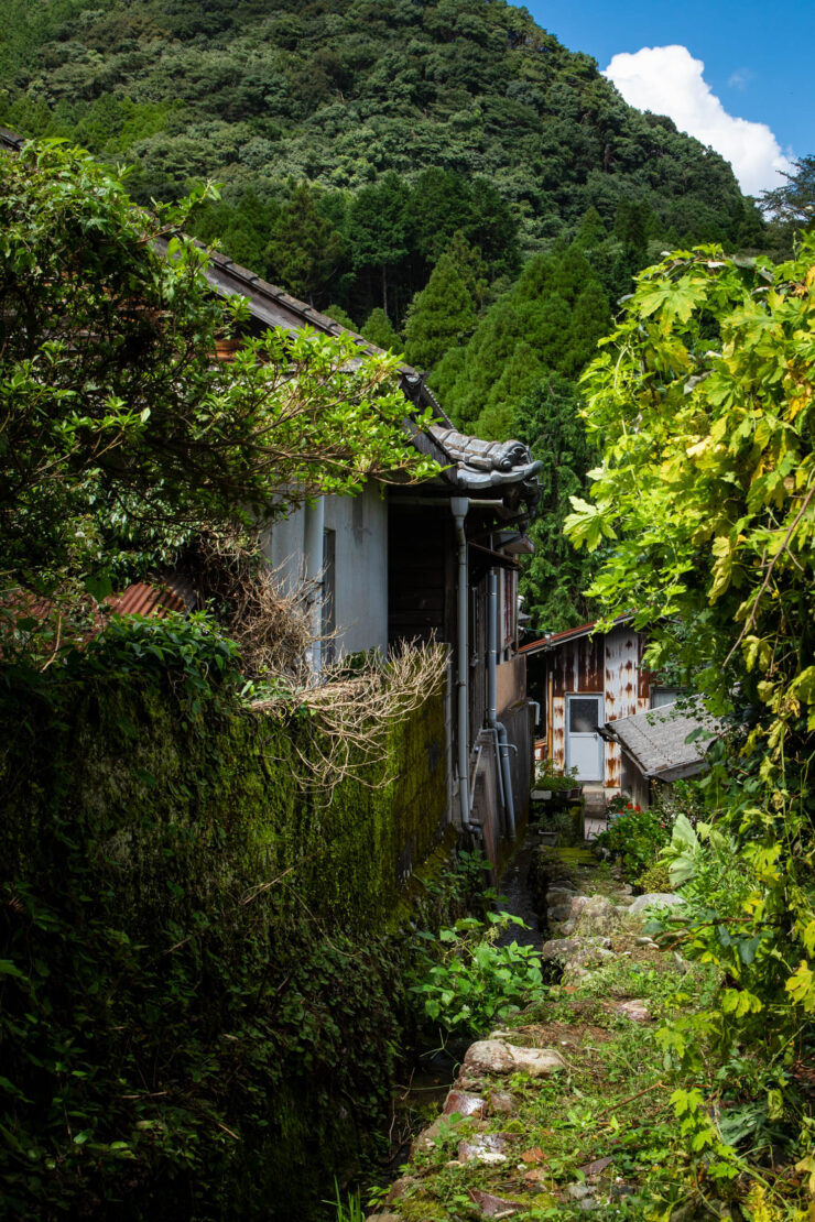 Overgrown forest trail to abandoned building remnants