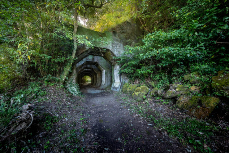 Verdant forest railway tunnel path allure