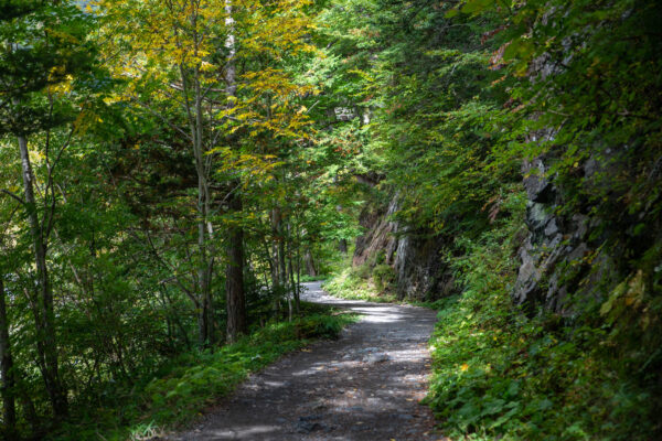 Tranquil forest trail, lush canopy