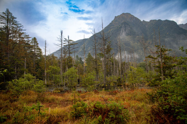 Serene autumn mountain forest landscape