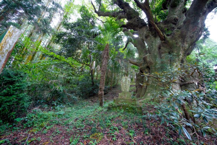 Lush ancient forest oasis, primeval paradise