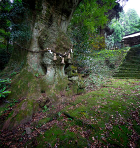 Tranquil ancient forest path, stone staircase