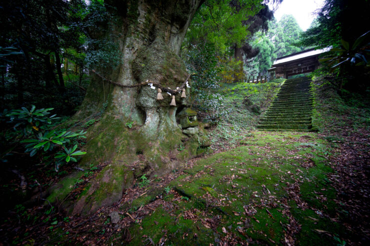 Tranquil ancient forest path, stone staircase