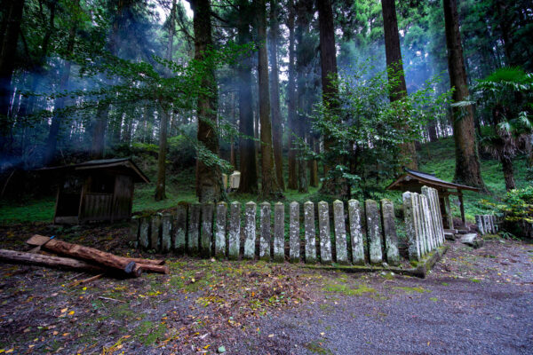 Serene Moss-Covered Evergreen Forest Trail