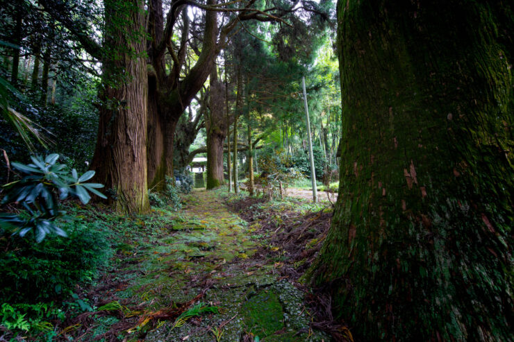 Serene Moss-Covered Forest Trail Hike