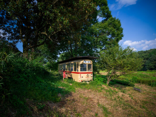 Nostalgic Train Relic Embraced by Verdant Forest