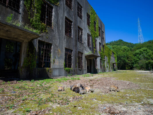 Abandoned factory reclaimed by natures embrace.