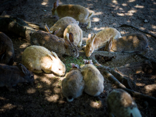 Adorable baby bunnies cuddled naturally outdoors.