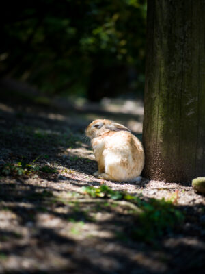 Curious chipmunk resting near tree in sunlit forest.