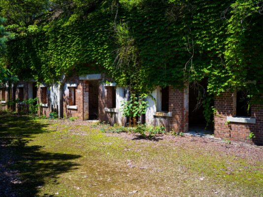 Hidden Oasis: Natures Reclaimed Courtyard Sanctuary