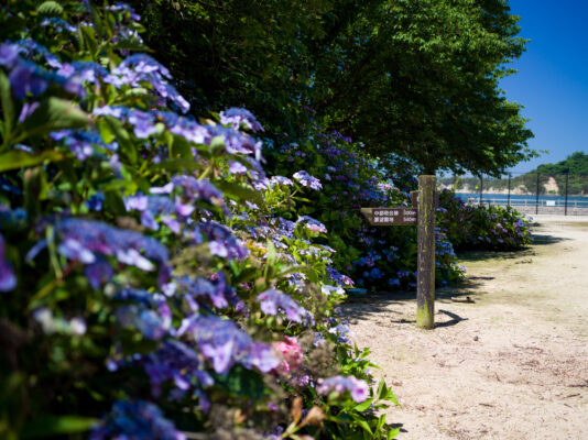 Serene garden path, Rabbit Island, blooming hydrangeas.