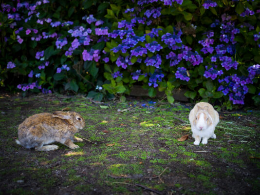 Tranquil Rabbits Amidst Vibrant Wildflowers