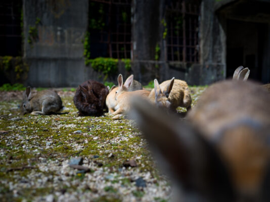 Relaxed bunnies lounging on mossy garden enclosure.