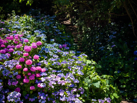 Colorful Floral Garden Oasis