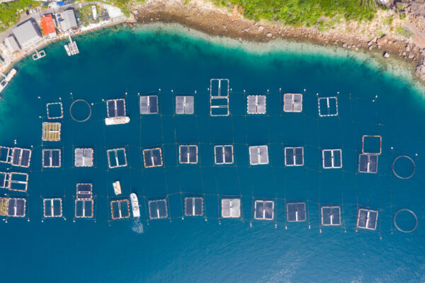 Tranquil coastal lagoon with floating platforms.