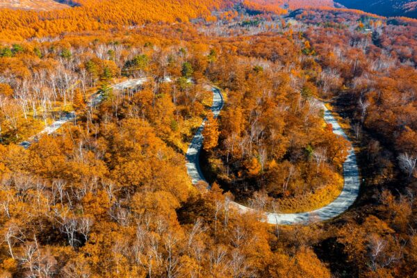 Aerial autumnal forest boardwalk meandering through fiery foliage.