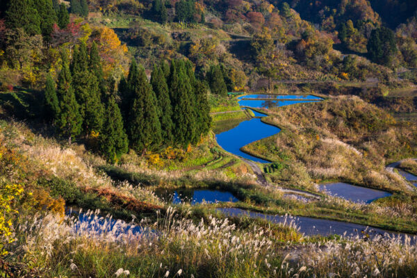 Vibrant Japanese rice terraces, autumn colors