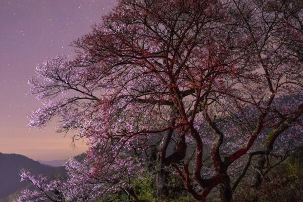 Blooming cherry tree at night, starry landscape.