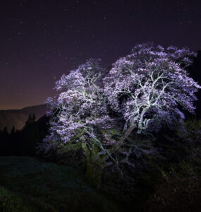 Moonlit cherry blossom tree in tranquil landscape