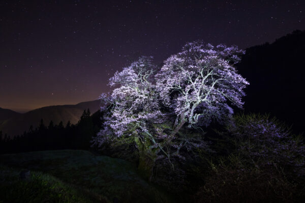 Moonlit cherry blossom tree in tranquil landscape