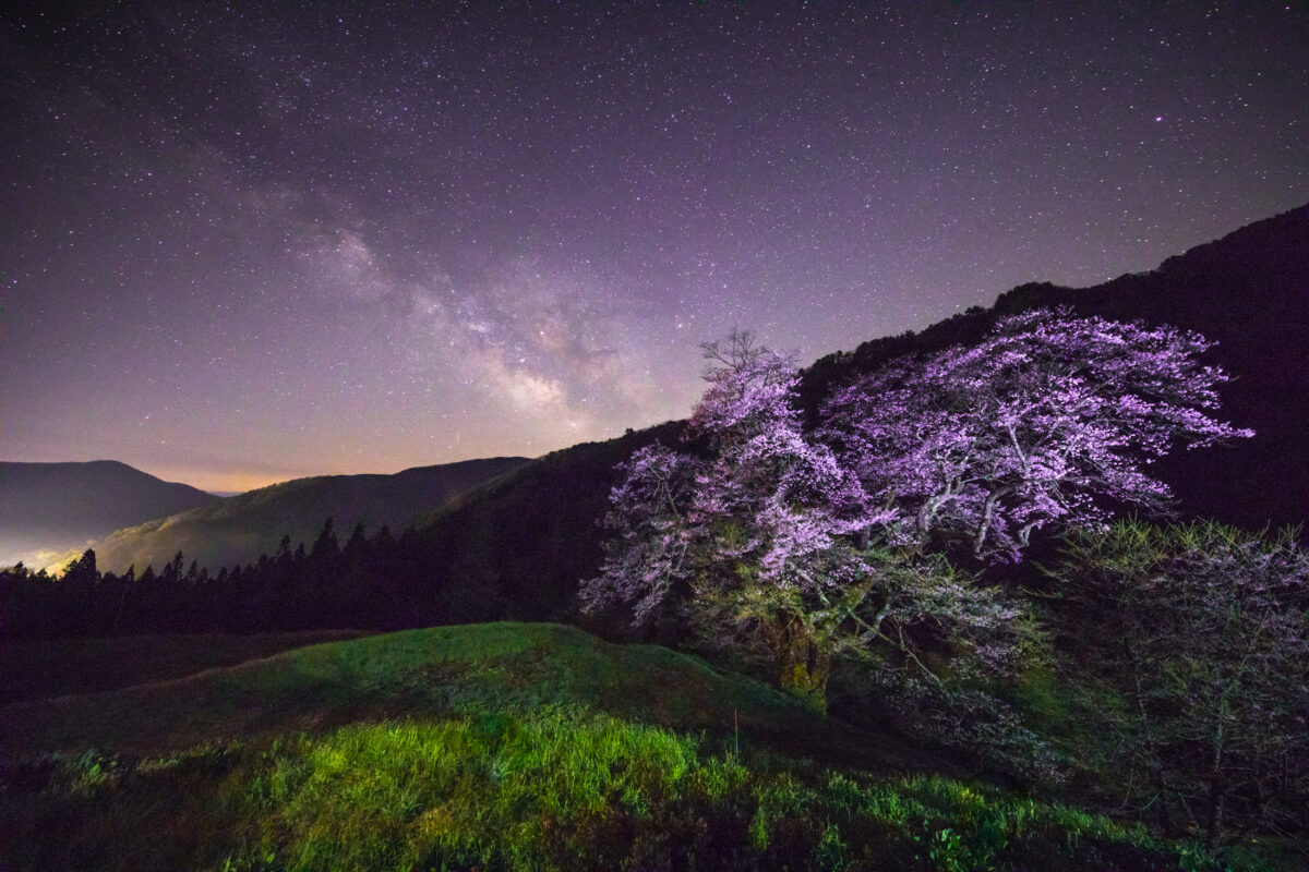 Komatsunagi Sakura (駒つなぎの桜)