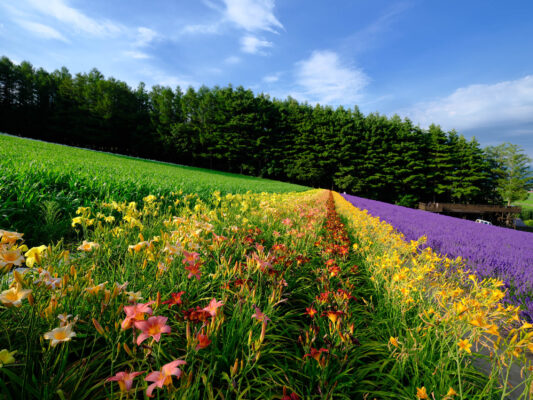 Colorful Wildflower Meadow Trail to Evergreen Forest