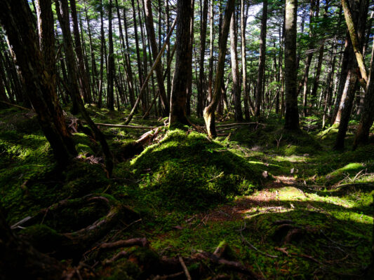 Enchanting Emerald Forest Haven