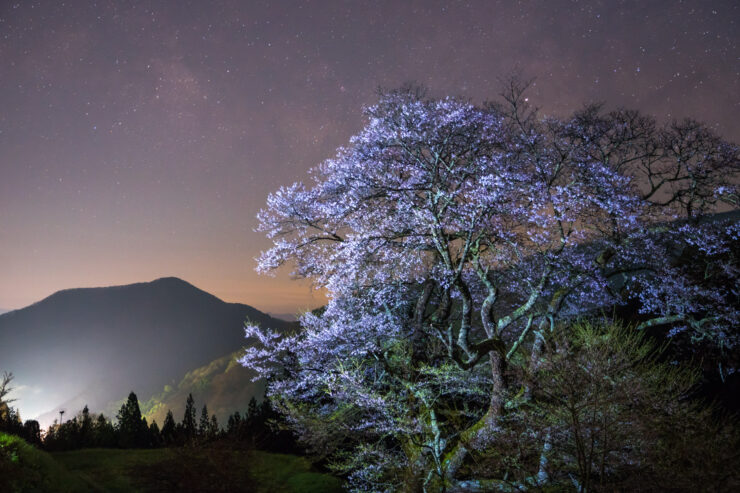 Illuminated Pink Cherry Blossoms Adorn Starry Night Landscape