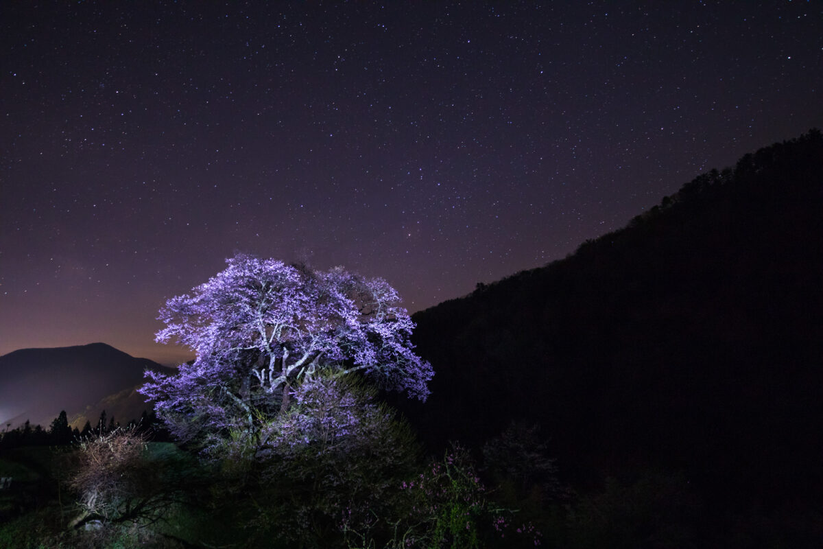 Enchanting illuminated cherry blossoms night scenery.