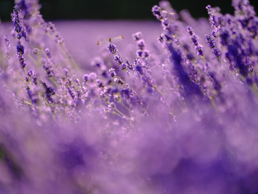 Vibrant lavender field in bloom at Tomita Farm.